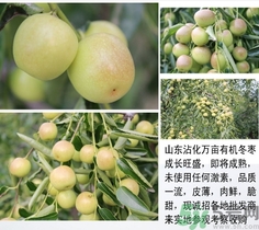 冬棗是青棗嗎？冬棗和青棗的區(qū)別