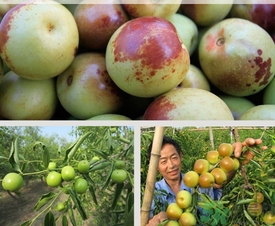 柿子和冬棗能一起吃嗎？冬棗和柿子能不能一起吃？
