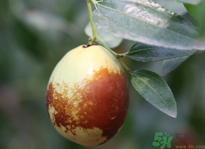 鮮棗怎么吃？鮮棗怎么吃有營(yíng)養(yǎng)價(jià)值？