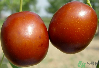 新鮮紅棗補(bǔ)血嗎？吃新鮮紅棗補(bǔ)血嗎？