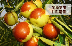 新鮮大棗孕婦可以吃嗎？孕婦可以吃新鮮大棗嗎