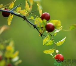 酸棗什么時候成熟？酸棗什么時候上市？