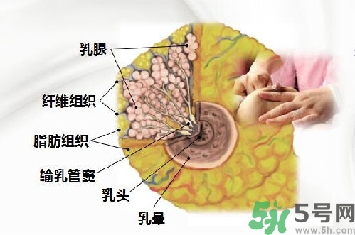 乳汁是怎樣形成的？怎樣才能讓乳汁更多？