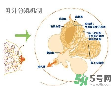 乳汁是怎樣形成的？怎樣才能讓乳汁更多？
