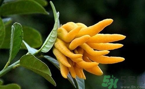 佛手果孕婦可以吃嗎？佛手果的功效與作用