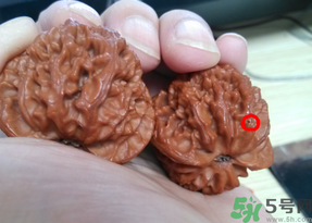 核桃長蟲了還能吃嗎？核桃長蟲子怎么處理？