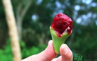 仙人掌果怎么吃？仙人掌果的功效和作用