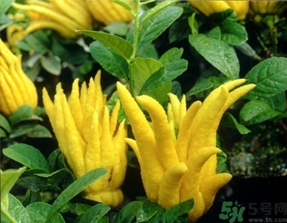 佛手果孕婦可以吃嗎？佛手果的功效與作用