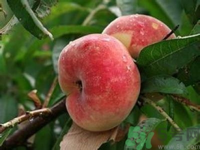 蟠桃孕婦可以吃嗎？蟠桃和水蜜桃的區(qū)別