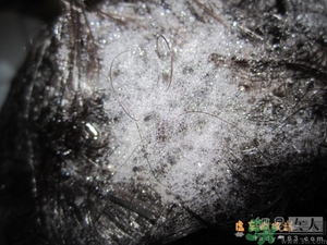 淳萃水舞櫻花洗發(fā)水好用嗎？淳萃水舞櫻花洗發(fā)水多少錢？