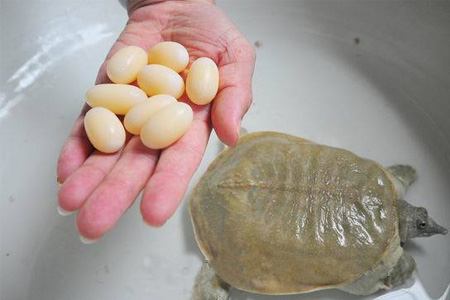小孩能吃甲魚嗎？小孩能吃甲魚蛋嗎？
