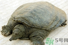 被甲魚咬了要打破傷風(fēng)嗎？被甲魚咬了怎么辦？