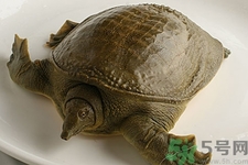 被甲魚咬了要打破傷風(fēng)嗎？被甲魚咬了怎么辦？