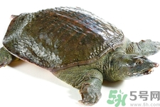 甲魚(yú)怎么殺？甲魚(yú)怎么處理？