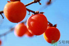 柿子一天最多吃幾個(gè)？柿子一次能吃幾個(gè)？