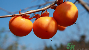 柿子一天最多吃幾個(gè)？柿子一次能吃幾個(gè)？