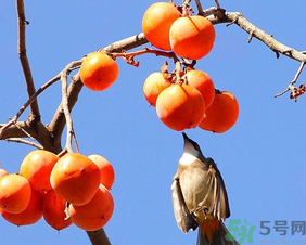 柿子一天最多吃幾個(gè)？柿子一次能吃幾個(gè)？