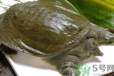 甲魚怎么吃最有營養(yǎng)？甲魚怎么吃最補身體？
