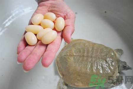 甲魚蛋能吃嗎？甲魚蛋怎么做好吃？