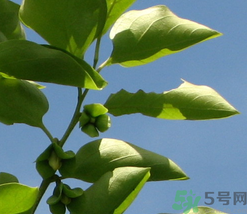 柿子葉怎么去斑？柿子葉祛斑偏方