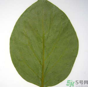 柿子葉能治糖尿病嗎？柿子葉茶能降血糖嗎？