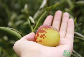 坐月子可以吃鮮棗嗎？產(chǎn)婦可以吃鮮棗嗎？