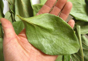 柿子葉能治糖尿病嗎？柿子葉茶能降血糖嗎？