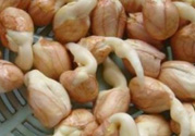 新鮮花生發(fā)芽能吃嗎？發(fā)芽的花生能吃嗎？