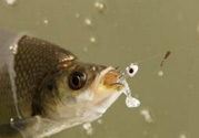 煮熟的玉米能釣魚嗎？煮熟的玉米能直接釣魚嗎？