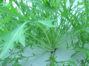 十月份種什么蔬菜？十月份適合種什么蔬菜？