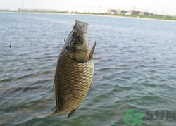 秋天釣魚用什么餌料？秋季釣魚用什么餌料好？