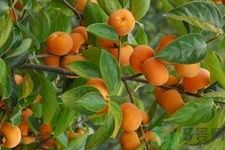 脆柿子哪個(gè)季節(jié)的？脆柿子什么時(shí)候吃最好？
