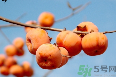 飯前吃脆柿子會(huì)變胖嗎？脆柿子吃多了會(huì)變胖嗎？