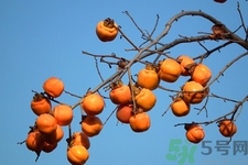 飯前吃脆柿子會(huì)變胖嗎？脆柿子吃多了會(huì)變胖嗎？