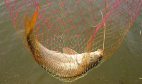秋天釣鯉魚用什么餌料？秋天釣鯉魚餌料配方