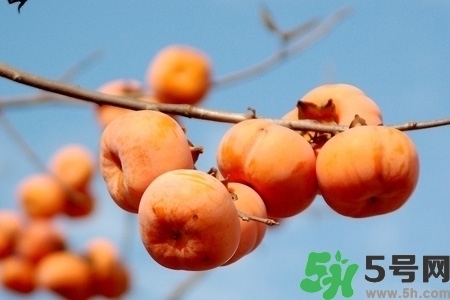 脆柿子是怎么做好吃？脆柿子的制作方法