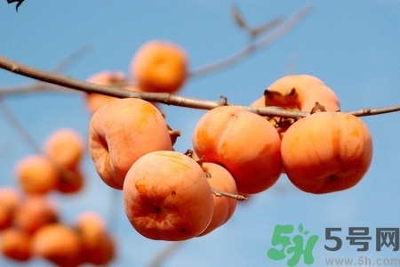 軟柿子和硬柿子能經(jīng)常吃嗎？脆柿子和軟柿子的區(qū)別