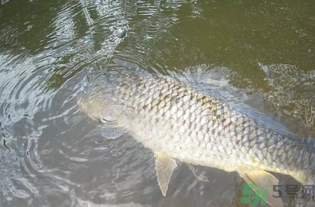 秋天釣魚(yú)用腥還是香？秋天釣魚(yú)用什么味型餌料？