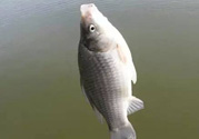 秋天釣鯽魚用什么餌料？秋天釣鯽魚用什么味餌？