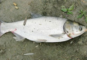 十月份可以釣魚(yú)嗎？十月份釣魚(yú)用什么餌料？
