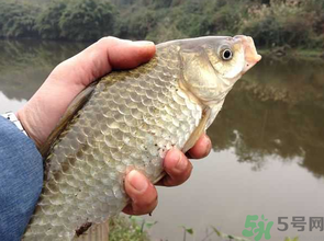 十月份釣鯽魚(yú)用什么餌？十月份釣鯽魚(yú)用什么餌料好？