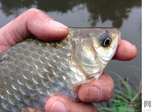 十月份釣鯽魚(yú)用什么餌？十月份釣鯽魚(yú)用什么餌料好？