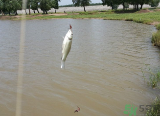 秋天釣魚深水還是淺水？秋天釣魚釣深水還是淺水？