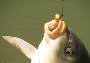 秋天釣魚用什么小藥？秋天釣魚小藥搭配