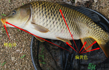 秋天釣鯉魚用什么小藥？秋天黑坑釣鯉魚用什么小藥？