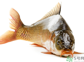 秋天釣鯉魚用什么小藥？秋天黑坑釣鯉魚用什么小藥？