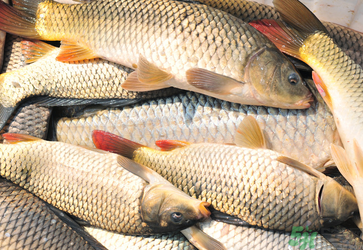 秋天釣鯉魚用什么小藥？秋天黑坑釣鯉魚用什么小藥？