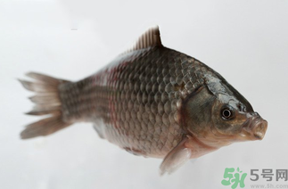 秋天黑坑釣鯽魚用什么餌料？秋天黑坑釣鯽魚餌料配方