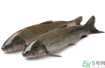 十月份草魚好釣嗎？十月份怎么釣草魚？