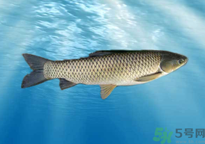 十月份草魚好釣嗎？十月份怎么釣草魚？